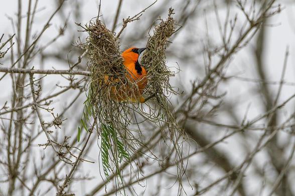 A vibrant orange bird is perched within a delicately woven nest among bare branches, creating a striking contrast against the muted background. The intricate structure of the nest showcases its craftsmanship, hinting at the bird's nesting habits. Photography by Debra Martz