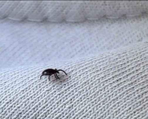 Foto: Nymphe der Gattung Ixodes auf einem hellen T-Shirt.