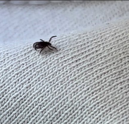 Foto: Nymphe der Gattung Ixodes auf einem hellen T-Shirt.