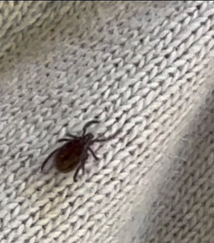 Foto: Nymphe der Gattung Ixodes auf einem hellen T-Shirt.