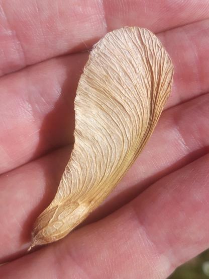A hand with a fairly large, dried, winged seed on it. The seed shows a rich texture of folds and ridges.