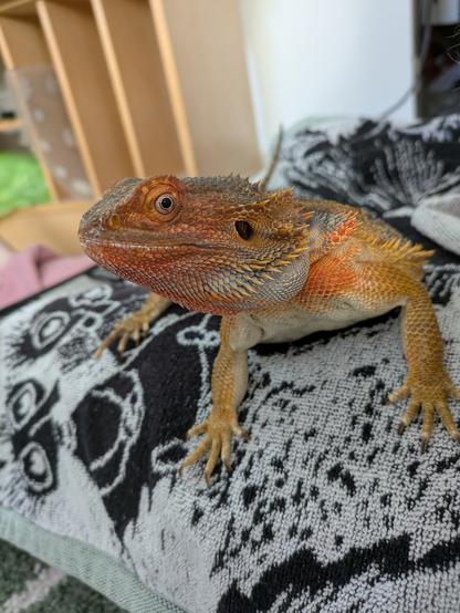 Bearded dragon sitting on a black and grey Moomin towel. She has some calcium powder all over her lips and nose.