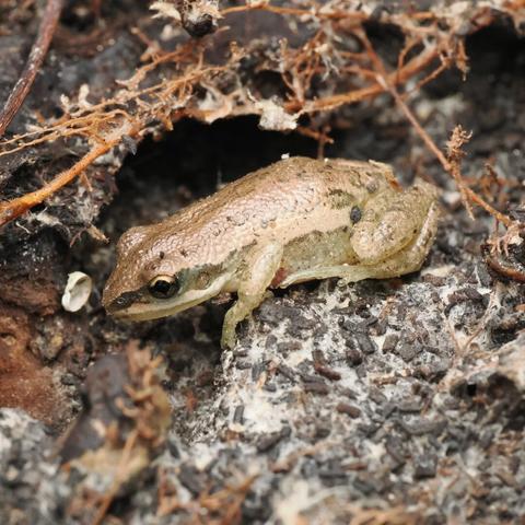 A small frog sits on a tiny mound of dirt. The frog has a pale brown backsode, a pale green belly and underside of the jaw, and a darker green-brown streak along the sides of its face, torso, and thighs. Its eyes seem golden.