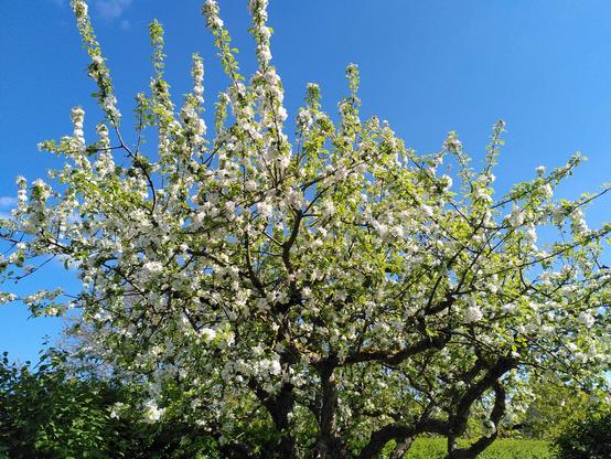 A fruit tree full of white blossoms before a blue sky.
