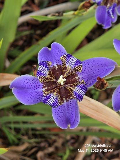 Close up hovering over a vibrant purple flower with floppy petals surrounding the center, in a very regal shade of purple .