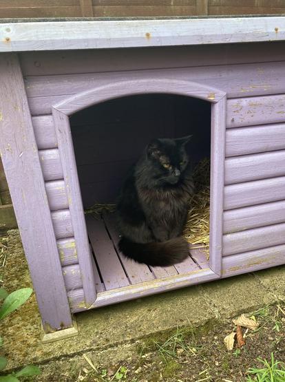 Fluffy black cat taking shelter from light rain in a purple kennel.