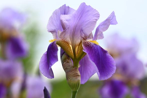 Vor einem Unscharfen Hintergrund mit weiteren Blüten steht eine Irisblüte. Die Blütenblätter schimmern bläulich bis ins violette hinein. In der Mitte der Blüte ist das Innere gelblich, orange mit einer. Ein wenig sieht man sogar den "Bart".