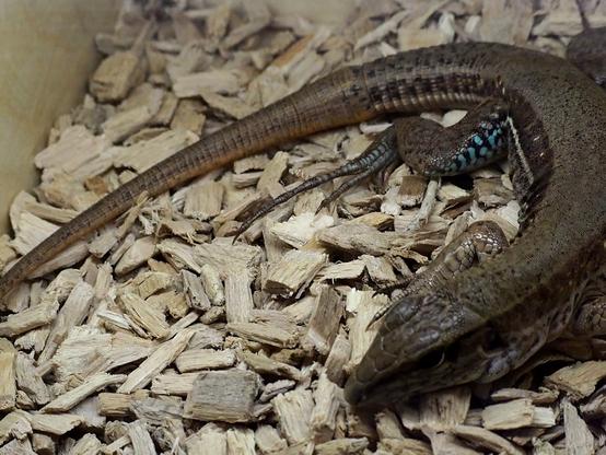Curled brown lizard with smooth scales and pointy snoot.