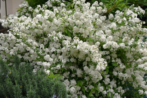 Unmengen kleiner weißer Blüten, die in Form von Dolden wachsen. 
Unten links noch ein Teil eines Rosmarinstrauches.