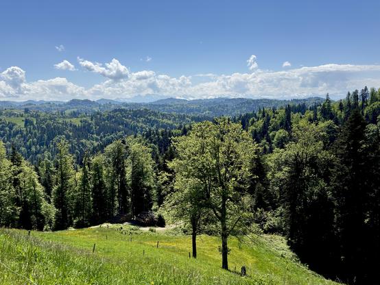 A panoramic view of green hills and forests under a bright blue sky with fluffy clouds. Mountains are visible in the distance. The landscape features a variety of trees and meadows. Züri Oberland, Switzerland