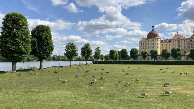 Kurz gefressene Wiese mit einer großer Anzahl weidender Graugänse. Im Hintergrund das Schloss Moritzburg, der Teich und einige Kastanienbäume.