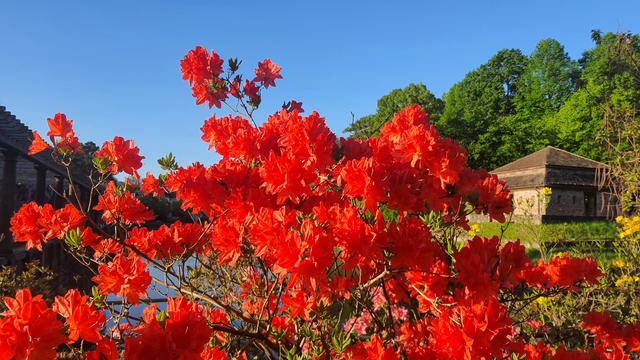Rot blühende Azaleen vor einem blauen und wolkenlosen Himmel; leicht schräg von unten gegen den Himmel fotografiert. Am linken Bildrand ist die Pergola am Rande des Palmengartens. Am rechten Bildrand steht die Eckbastion vom Pyrmonter Schloss auf der Schlossinsel. Dazwischen liegt der östliche Teil des Schlossteichs, der hier bedingt durch die Perspektive fast vollständig von den Azaleen verdeckt wird.