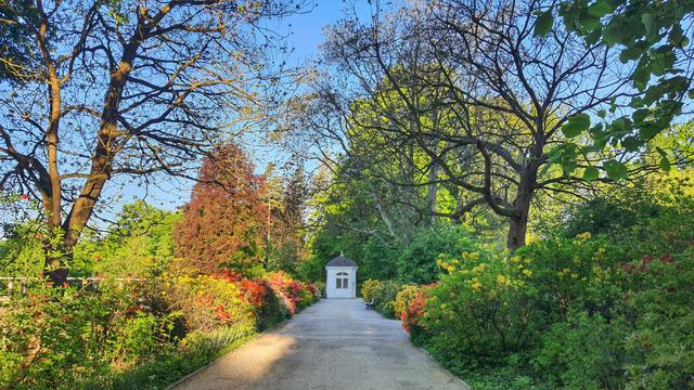 Die hintere Hälfte der Azaleenallee im Kurpark Bad Pyrmont. Auf beiden Seiten des Weges sind gelb, rot und rosa blühende Azaleen sowie einige Bäume mit interessanten Aststrukturen. In der Bildmitte am Ende des Weges steht das weiß gestrichene ehemalige Gasbadehäuschen.