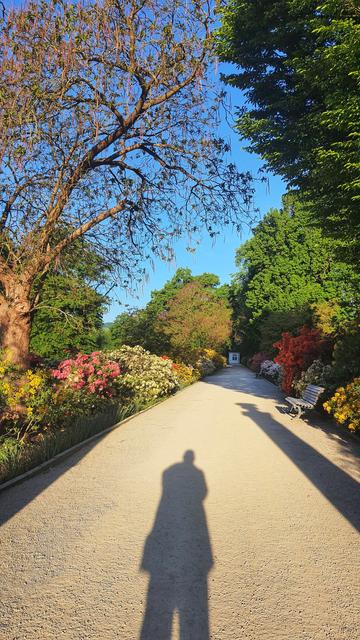 Die Azaleenallee im Kurpark Bad Pyrmont in voller Länge. Hier sind wieder auf beiden Seiten des Weges rot, rosa, gelb und weiß blühende Azaleen sowie mehre Bäume und Parkbänke zu sehen. Bedingt durch die noch sehr tief stehende Sonne ist auf jeder Seite des Weges jeweils ein sehr langer Schatten zu sehen, diese Schatten kommen von 2 steinernen Pfeilern am Eingang des Weges. In der Mitte des Weges ist mein eigener Schatten. Aufnahme im Hochformat.