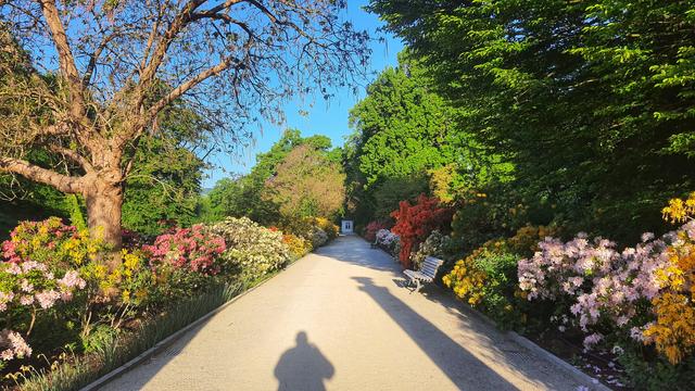 Die Azaleenallee im Kurpark Bad Pyrmont in voller Länge. Hier sind wieder auf beiden Seiten des Weges rot, rosa, gelb und weiß blühende Azaleen sowie mehre Bäume und Parkbänke zu sehen. Bedingt durch die noch sehr tief stehende Sonne ist auf jeder Seite des Weges jeweils ein sehr langer Schatten zu sehen, diese Schatten kommen von 2 steinernen Pfeilern am Eingang des Weges. In der Mitte des Weges ist mein eigener Schatten. Wie beim vorherigen Bild; diesmal aber im Querformat.