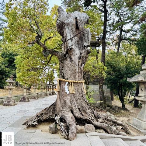 An old tree that’s no longer alive. There’s Japanese ornament made from paper adorned the tree trunk.