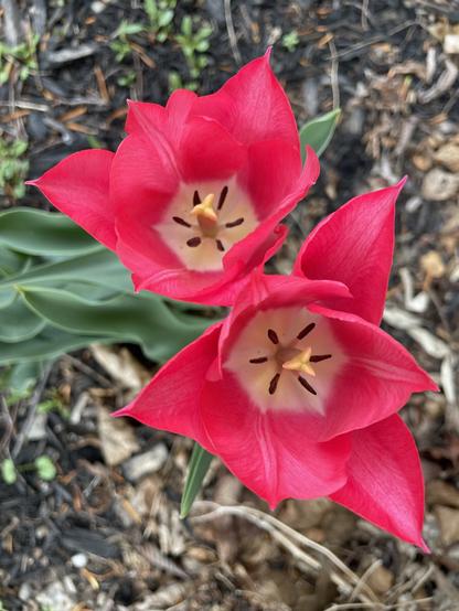 Two bright red tulips.