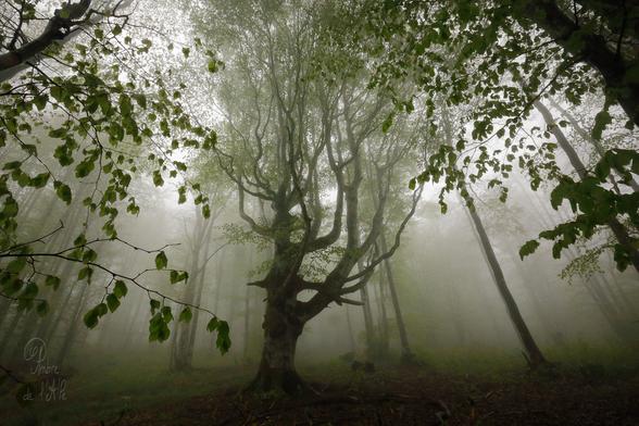 Ondulations
- Forêts mystérieuses

La bruine tombe encore sur la forêt enchanté. Une sitelle atterrit sur une branche à quelques mètres. Parfois, un courant d'air silencieux ébranle les ramures et un troupeau de gouttes percute le sol. Concert discret de plocs mouillés. La brume semble estomper les sons comme la neige... 

Dans la hêtraies, les feuilles sont toutes neuves, d'un vert tendre lumineux. Le sous-bois se perd dans le néant du brouillard ; les branches s'effacent dans un dégradé de ciel blanc. Ici et là, un merle chante ; ou une fauvette à tête noire. Nos pas font chuinter les feuilles spongieuses qui s'enfoncent. La pente se redresse un peu et la trace se faufile entre de petits hêtres touffus. Les troncs gris et blanc, parfois tordus, apparaissent et se dissipent l'un après l'autre.

Parfois, un arbre attirant, noueux, tortueux, géant.

Copyright : Ambre de l'AlPe
Merci à Luca Melcarne pour la balade !