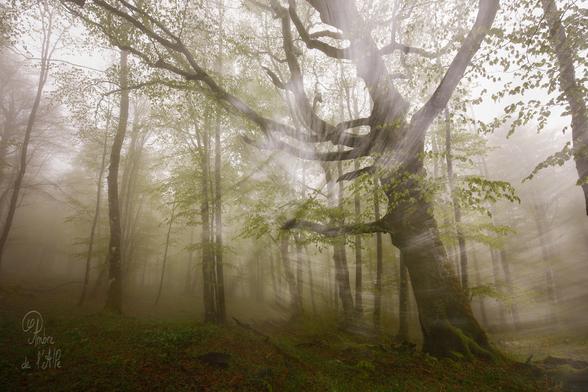 Mystic
- Forêts mystérieuses

La bruine tombe encore sur la forêt enchanté. Une sitelle atterrit sur une branche à quelques mètres. Parfois, un courant d'air silencieux ébranle les ramures et un troupeau de gouttes percute le sol. Concert discret de plocs mouillés. La brume semble estomper les sons comme la neige... 

Dans la hêtraies, les feuilles sont toutes neuves, d'un vert tendre lumineux. Le sous-bois se perd dans le néant du brouillard ; les branches s'effacent dans un dégradé de ciel blanc. Ici et là, un merle chante ; ou une fauvette à tête noire. Nos pas font chuinter les feuilles spongieuses qui s'enfoncent. La pente se redresse un peu et la trace se faufile entre de petits hêtres touffus. Les troncs gris et blanc, parfois tordus, apparaissent et se dissipent l'un après l'autre.

Parfois, un arbre attirant, noueux, tortueux, géant.

Copyright : Ambre de l'AlPe
Merci à Luca Melcarne pour la balade !