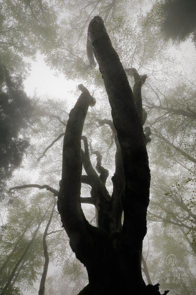 Dans mes bras... 
- Forêts mystérieuses

La bruine tombe encore sur la forêt enchanté. Une sitelle atterrit sur une branche à quelques mètres. Parfois, un courant d'air silencieux ébranle les ramures et un troupeau de gouttes percute le sol. Concert discret de plocs mouillés. La brume semble estomper les sons comme la neige... 

Dans la hêtraies, les feuilles sont toutes neuves, d'un vert tendre lumineux. Le sous-bois se perd dans le néant du brouillard ; les branches s'effacent dans un dégradé de ciel blanc. Ici et là, un merle chante ; ou une fauvette à tête noire. Nos pas font chuinter les feuilles spongieuses qui s'enfoncent. La pente se redresse un peu et la trace se faufile entre de petits hêtres touffus. Les troncs gris et blanc, parfois tordus, apparaissent et se dissipent l'un après l'autre.

Parfois, un arbre attirant, noueux, tortueux, géant.

Copyright : Ambre de l'AlPe
Merci à Luca Melcarne pour la balade !