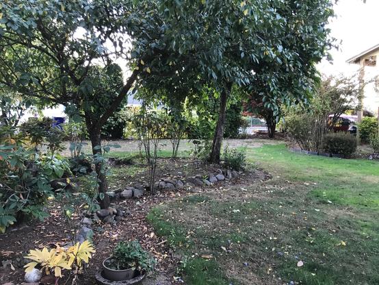 a yard with a large lawn surrounding a few trees in bare soil.