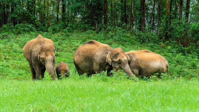 Mummy and auntie Indian/Asian elephants with baby, snuffling grass at the edge of a forest.