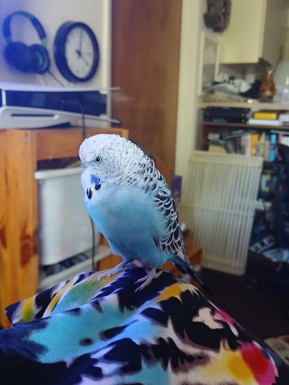 A small blue and white budgie sits in profile on a tie-dyed knee. In the background is a PS5 and an analog wall clock.