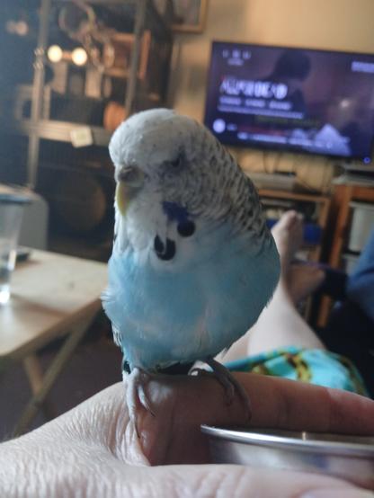 The same budgie is sitting on my hand, which holds a stainless steel pellet dish. The budgie is turned slightly to the left. Her head is covered in pin feathers. In the background is Pugsley the chinchilla's two story mansion, and a blurry television paused on a scene from All of Us Are Dead.