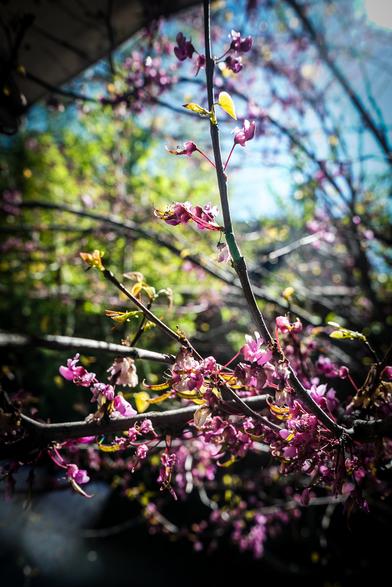 The image features a close-up view of a tree branch adorned with vibrant pink flowers, likely from a redbud tree, in full bloom. The flowers are clustered along the branches, with some petals open and others still closed, showcasing a mix of fresh and slightly wilted blooms. The branch is dark brown, with a few green leaves emerging, indicating the onset of spring. The background is softly blurred, revealing a mix of green foliage and a blue sky, suggesting a sunny day. The lighting is bright, highlighting the delicate texture of the petals and the intricate details of the flowers. The overall composition emphasizes the beauty of the blossoms against the natural backdrop.

Provided by @altbot, generated privately and locally using Ovis2-8B