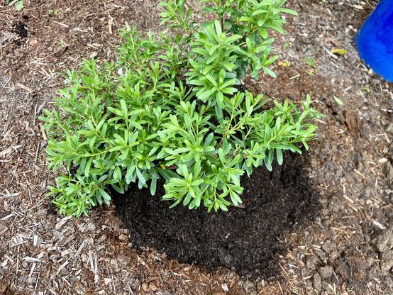 Freshly planted bright green daphne bush in some fresh soil with older dirt and bark dust around it.