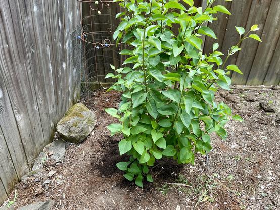 Freshly planted bright green lilac bush in fresh soil with a fence and some welded yard art behind it.