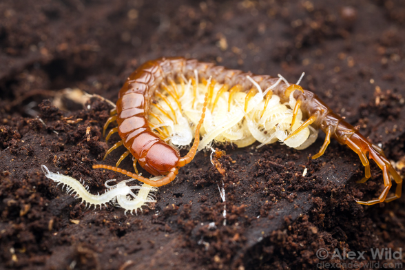 Macro photograph of a large orangey-red centipede curled around a pile of dozens of white baby centipedes.