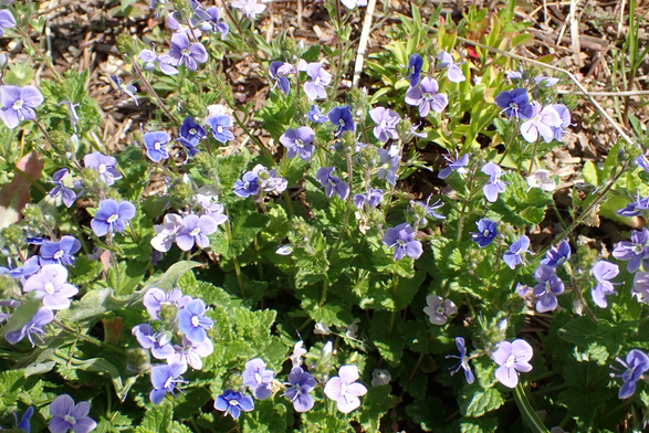 A mass of blue Germander Speedwell flowers