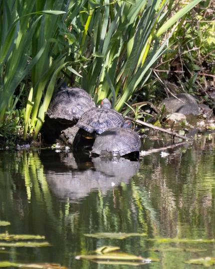 Drei Schildkröten sonnen sich am Ufer des Stadparkes