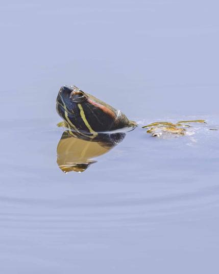 Kopf einer schwimmenden Schildkröte im Parkteich