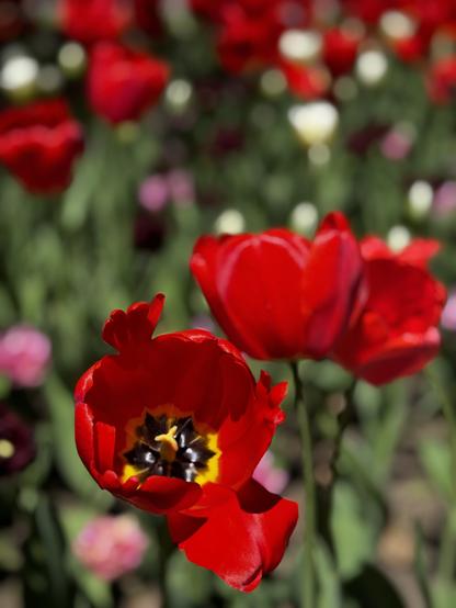 A red tulip 
- - -
Une tulipe rouge