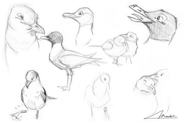 Croquis au crayon de mouettes mélanocéphales... Quelques portraits, des mouettes qui regardent leur bague à leur patte, et des couples de mouettes qui se font des calins.