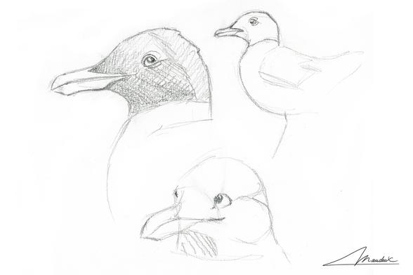 Trois portrait de mouette mélanocéphales en mode croquis au crayon.