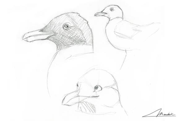 Trois portrait de mouette mélanocéphales en mode croquis au crayon.