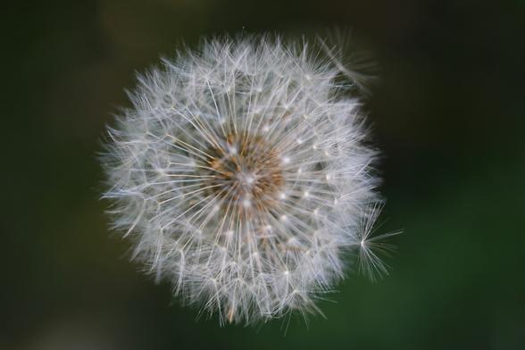 Nahaufnahme einer Pusteblume