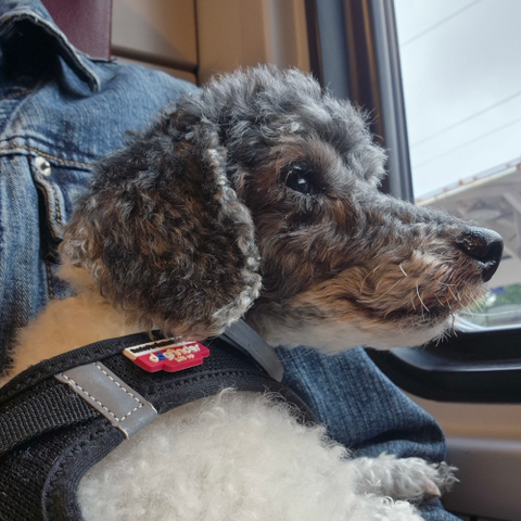 An old miniature poodle is lying on its owner's lap, smiling calmly and, looking out the train window. His fur is white, except for his head that, which is grayish black. He doesn't have any special trim, but a sport clip gives him equally long fur overall. His harness is black.