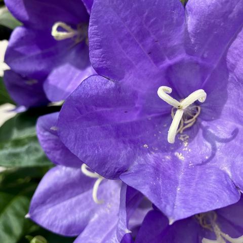 Spring flowers