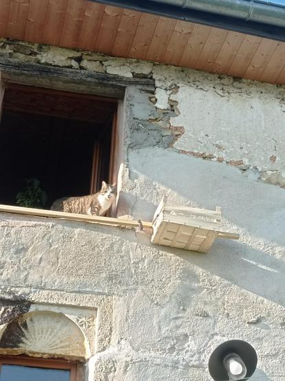 Même vue que la précédente, avec un chat sur le rebord de la fenêtre...