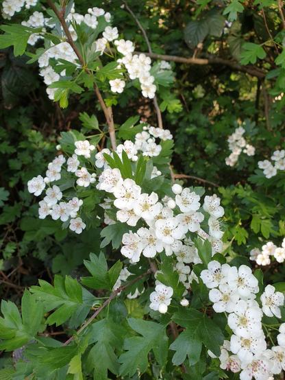 A hawthorm tree with white blossom all over the branches.