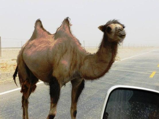 Ein Kamel mit zwei Höckern steht am Straßenrand einer Wüste. Die Umgebung ist sandig und trostlos, mit einem unscharfen Horizont in der Ferne. Das Kamel hat einen leicht geneigten Kopf und scheint in die Kamera zu schauen. Ein Teil eines Autos ist im Vordergrund sichtbar.