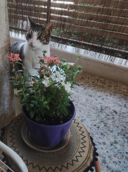 The image shows a cat peeking out from behind a potted plant on a balcony. The plant is in a purple pot with a brown saucer, and it has green leaves and flowers in shades of pink and white. The cat has a gray and white coat, with its head partially obscured by the plant. The background features a wooden fence and a tiled floor, suggesting an outdoor setting. The cat appears curious, with its eyes closed and nose close to the flowers. The plant is lush and healthy, with multiple stems and blooms. The pot is placed on a round woven mat with a geometric pattern, adding a decorative touch to the scene.

Provided by @altbot, generated privately and locally using Ovis2-8B

🌱 Energy used: 0.645 Wh