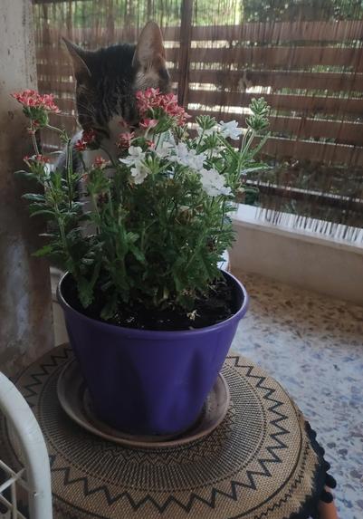 The image depicts a cat sitting on a balcony. The cat has a white and gray coat with distinctive markings, including a gray patch over its left eye and ear. It is positioned behind a purple pot containing a plant with green leaves and pink and white flowers. The pot is placed on a round, woven mat with a geometric pattern, which is on a speckled concrete floor. In the background, there is a bamboo blind, allowing some light to filter through, and a concrete wall. The cat appears to be looking towards the camera, with its ears perked up, suggesting alertness. The overall setting is a peaceful outdoor space, likely a balcony or terrace.

Provided by @altbot, generated privately and locally using Ovis2-8B

🌱 Energy used: 0.645 Wh