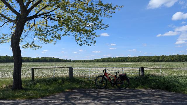 Ein rotes Raleigh Dundee Mountainbike steht an einem Weidetor. 
Links daneben ist eine amerikanische Eiche, sie trägt frische grüne Blätter. Im Hintergrund ist eine Wiese mit Löwenzahn, der nun bereits weiß Samenstände hat. 
Der Himmel ist blau mit nur einen wenigen weißen Wolken.