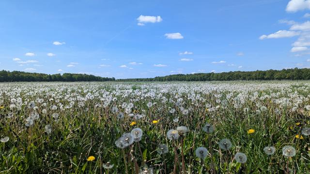 Blick auf eine Wiese mit hunderten Löwenzahn-Samen. 
Der Himmel ist blau mit wenigen weißen Wolken.