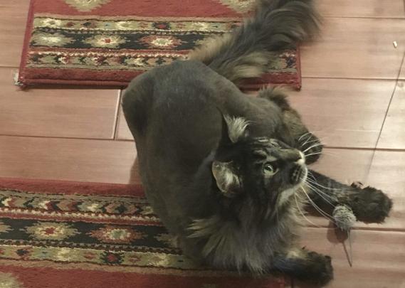 Zelda the cat plays with a catnip mouse on a wand/chasing toy.  5-10 minutes daily of this type of play improves a cat's quality of life.